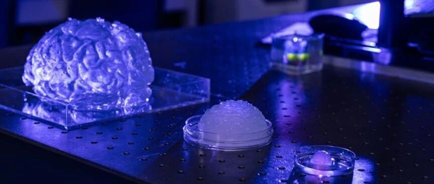 大脑也能&ldquo;打印&rdquo;？美国团队造出15%仿真脑模型：或改写医学训练方式